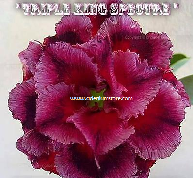 (image for) Adenium Obesum 'Triple King Spectre 5 Seeds - Click Image to Close